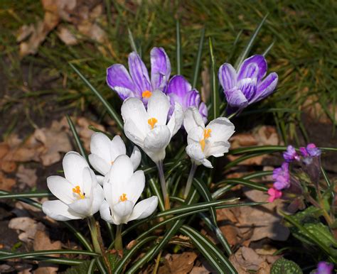 Free Images Nature Blossom White Flower Purple Spring Botany