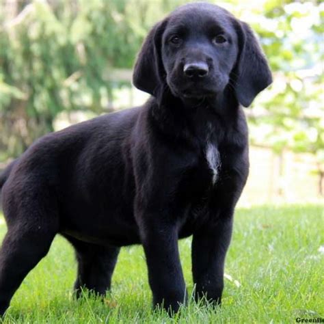 For a better experience please change your browser to chrome, firefox, opera or internet explorer. German Shorthaired Pointer Mix Puppies For Sale ...