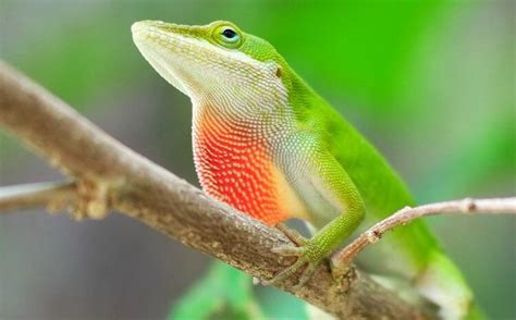 5 pet lizards for beginners · bearded dragon · crested gecko · leopard gecko · panther chameleons · uromastyx. Top 20 Best Pet Lizards For Beginners - Everything ...