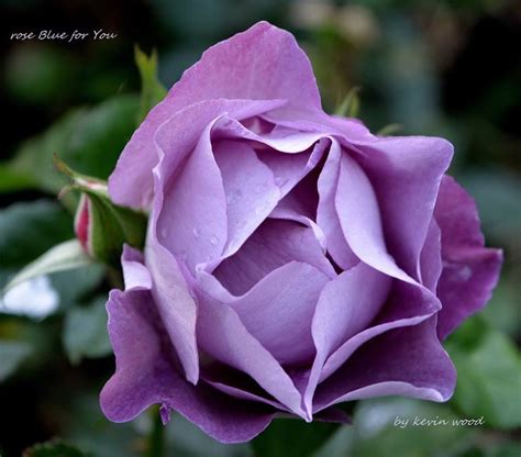 1000 Images About Floribunda Rose On Pinterest Gardens Beautiful