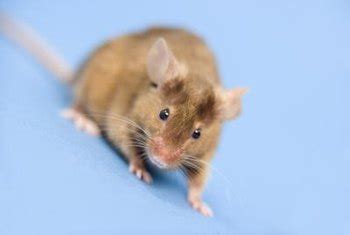 It just depends on how badly they want that peanut butter. How to Keep Mice Away From Your House | Home Guides | SF Gate
