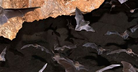 10 Strange And Fascinating Animals That Live In Caves