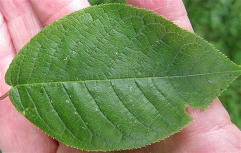 Tree Leaf Guide Virtlog