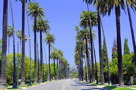95500 Palm Trees Road Stock Photos Pictures And Royalty Free Images