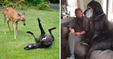 21 Pics That Prove Great Danes Are The True Gentle Giants Of The World