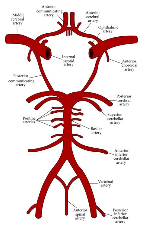 Vertebral Basilar Arteries And Circle Of Willis Download Scientific Diagram