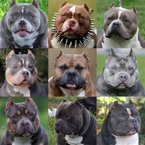 Please support the channel by checking out my affiliate links!!!become a dogumentary tv channel member. American Bully Wesenstest