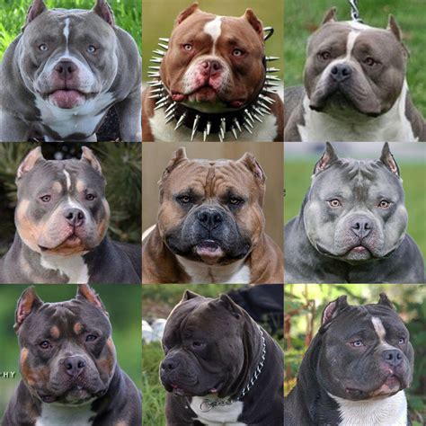The breed has not been recognized by the american kennel club (akc). American Bully Wesenstest