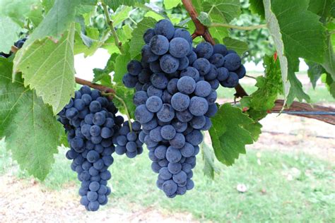 Grape Vine Pictures Grapes Png Image Purepng Free Transparent Cc0