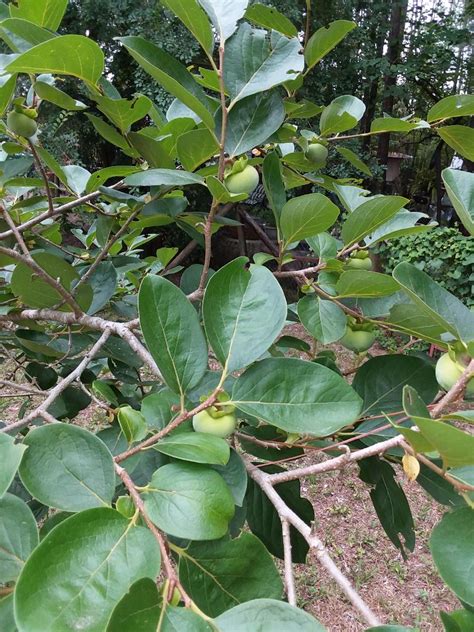 Plant multiple varieties such as our dunstan chestnut, pear, mulberry, and persimmon trees to extend your food source from spring through fall. Fruitless Nikita's Persimmon tree - General Fruit Growing ...