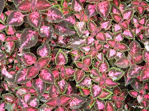 For those who need plants that do not require much care, the ninebark shrub is about as close as you can get to a plant it and leave it undertaking. Milti-Colored Flowers, Leaves and Peppers Public Domain ...