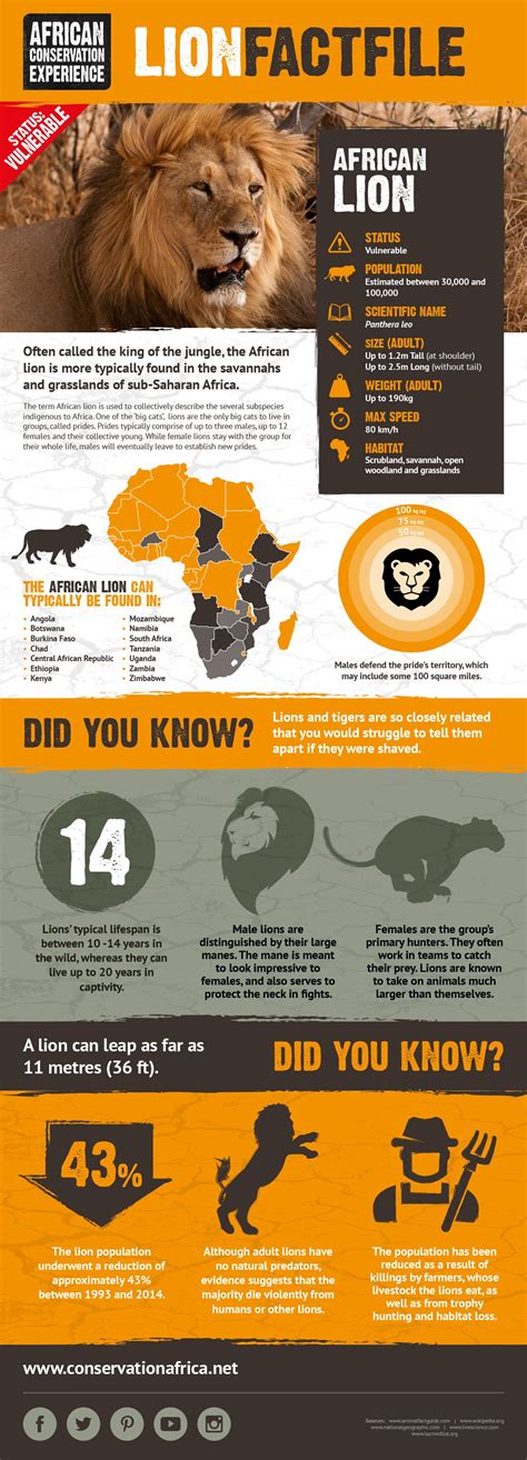 Learn Facts About The African Lion One Of Africas Most Beloved