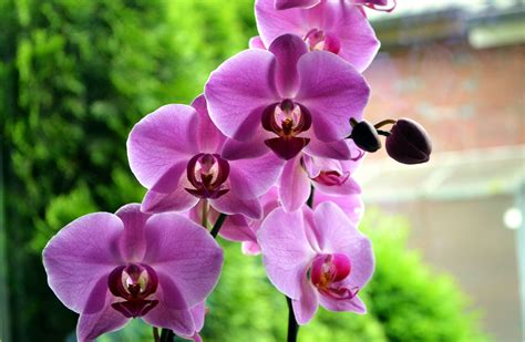 orchid, Flowers, Buds, Stem, Exotic Wallpapers HD / Desktop and Mobile
