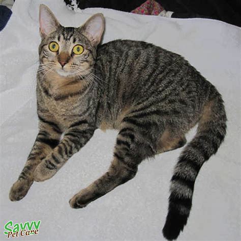 The Glorious Tabby Cat Personality Pattern History Savvy Pet Care
