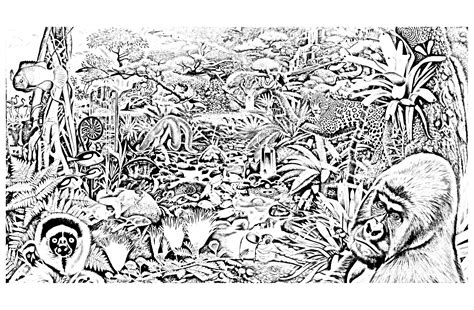Jungle Forest Animals Jungle And Forest Adult Coloring Pages