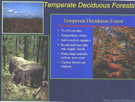 Temperate Deciduous Forest World Biomes Temperate Deciduous Forest My Xxx Hot Girl