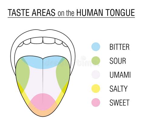 Taste Buds Colored Tongue Chart Stock Vector Illustration Of Science