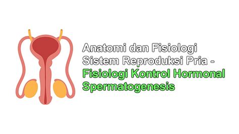 Anatomi Dan Fisiologi Reproduksi Pria Fisiologi Kontrol Hormonal