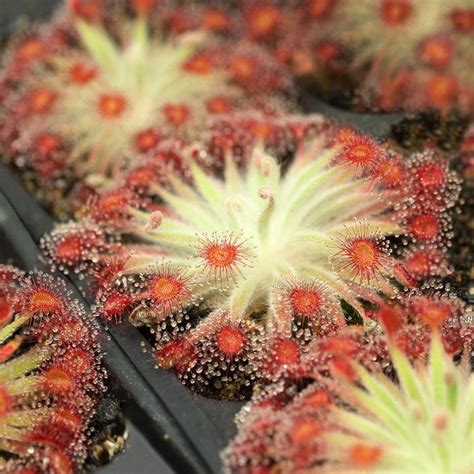We did not find results for: Carnivorous Plants For Sale, $5 Shipping On All Orders ...