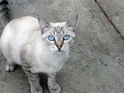 According to the international cat association (tica), cats that could be classified as ojos azules began tica recognized the ojos azules as a cat breed in 1991, though few seem to be in existence. Ojos Azules Cat Info, History, Personality, Kittens, Diet ...