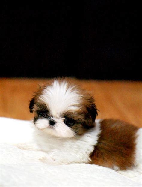 Teacup & toy shih tzu puppies. Mini Shih Tzu cutie | Teacup puppies, Shitzu puppies, Puppies
