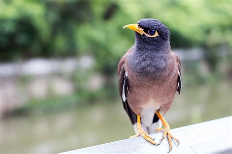 Top 10 Smartest Talking Birds Around The World Viral Eggy