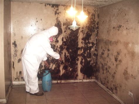 What Is Mold And Its Various Types How To Plan Mold Removal And