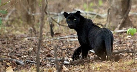 Special Sighting Panther Spotted In Chhattisgarh After 24 Years