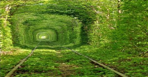 Beautiful Green Tunnel Pics