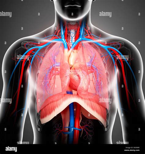 Male Chest Anatomy Diagram