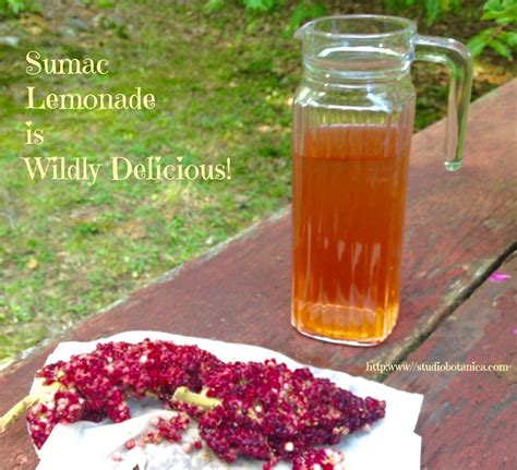 Wildly Delicious Sumac Lemonade Studio Botanica