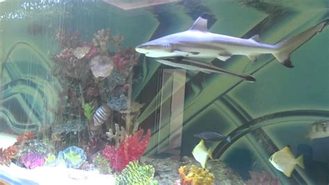 Huge Private Shark Tank With Fish Youtube