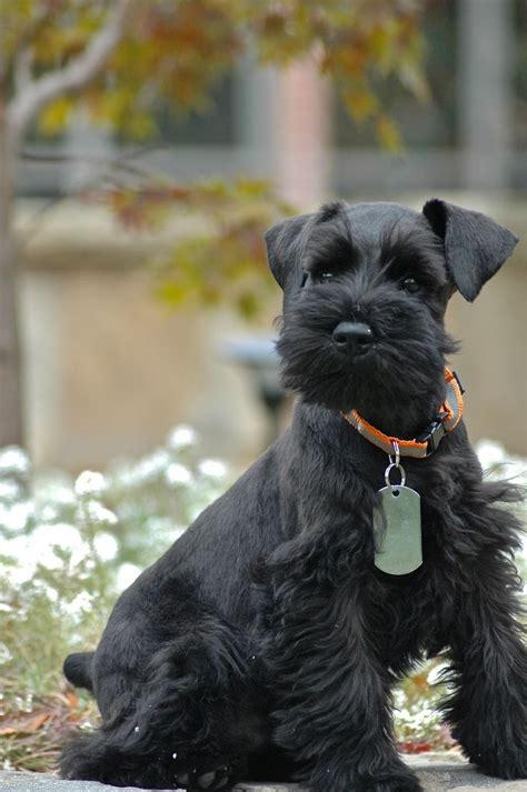 Love A Black Schnauzer Reminds Me Of My Brody Schnauzer Grooming Miniature Schnauzer Puppies