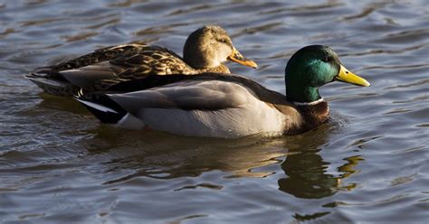 Seven Things You Never Knew About The Sex Lives Of Mallard Ducks
