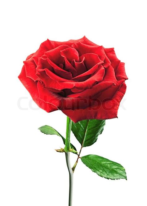 Beautiful Pink Rose Isolated On White Stock Image Colourbox