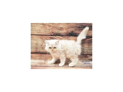 Start your adoption journey online. Persian-CAT-Female-Blue-2810028-Petland Las Vegas, NV