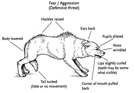 How To Recognise Fear Aggression In A Dogs Body Language Leadchanges