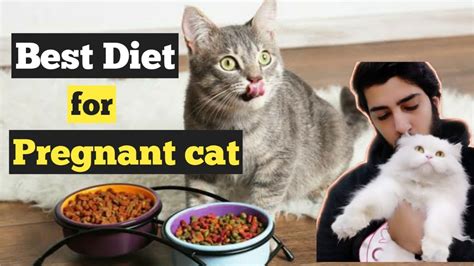 Best Food Diet For A Pregnant Cat How To Care For A Pregnant Cat