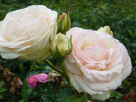 Klimroos Palais Royal White Eden Rose Seurosa