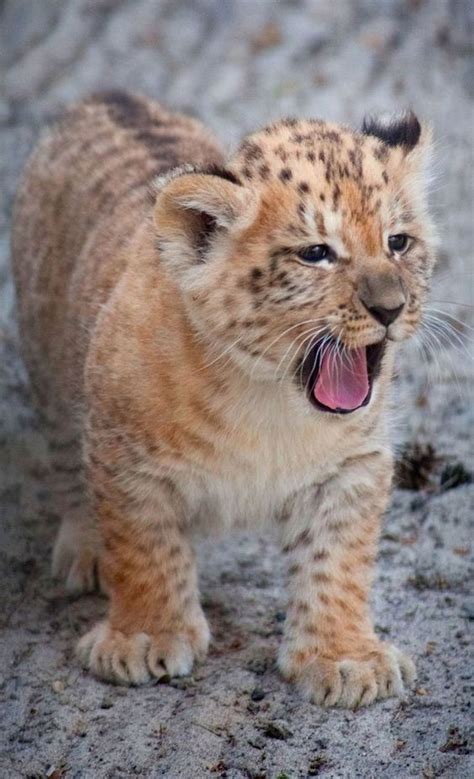 Cute Lion Cub Luvbat