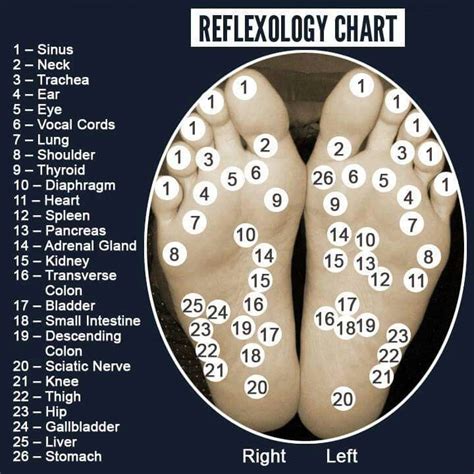 Acupressure Chart Reflexology Reflexology Massage Foot Reflexology