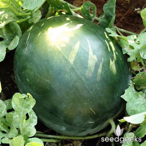 Black Diamond Watermelon Heirloom Seeds Etsy