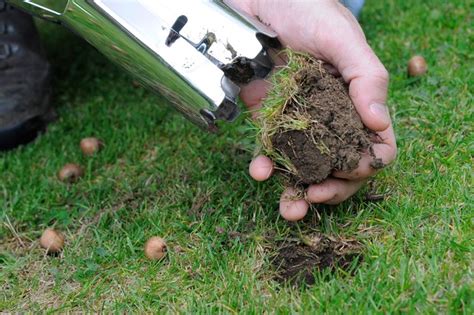 How To Grow Crocuses Bbc Gardeners World Magazine