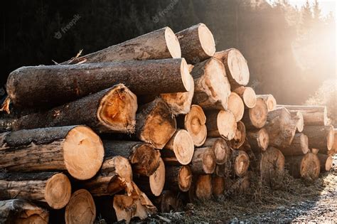 Premium Photo Log Spruce Trunks Pile Sawn Trees From The Forest