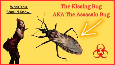 The Kissing Bug Aka Assassin Bug Avoid This Parasite Spreading Bugs