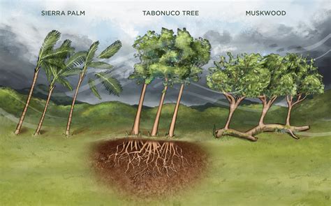 Its roots are spread out to collect water when it does rain and it stores water in its body for future use. Infographic: How Forests Survive the Storm | The Scientist ...