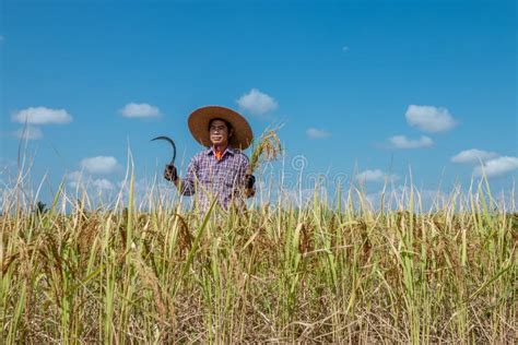 Farmers Harvesting Rice In The Fields In The Season Of Harvesting