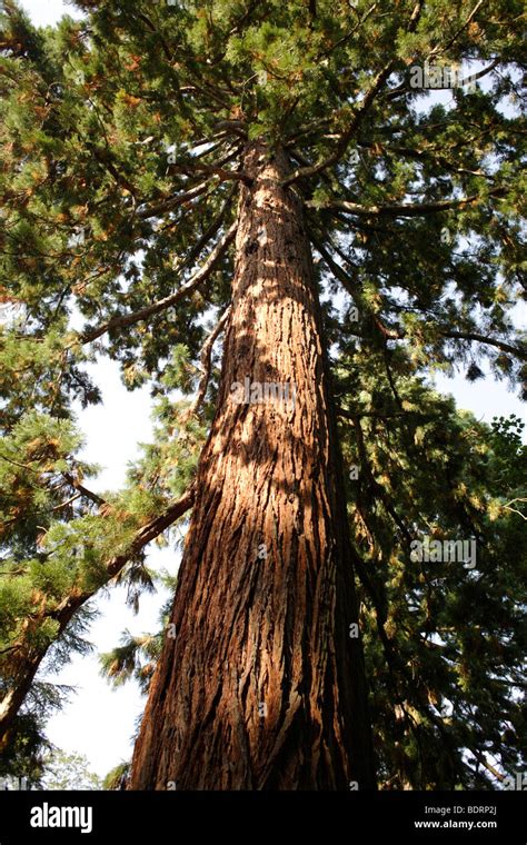 Sequoiadendron Giganteum Arboretum Rare Tree Collection Mainau In Lake