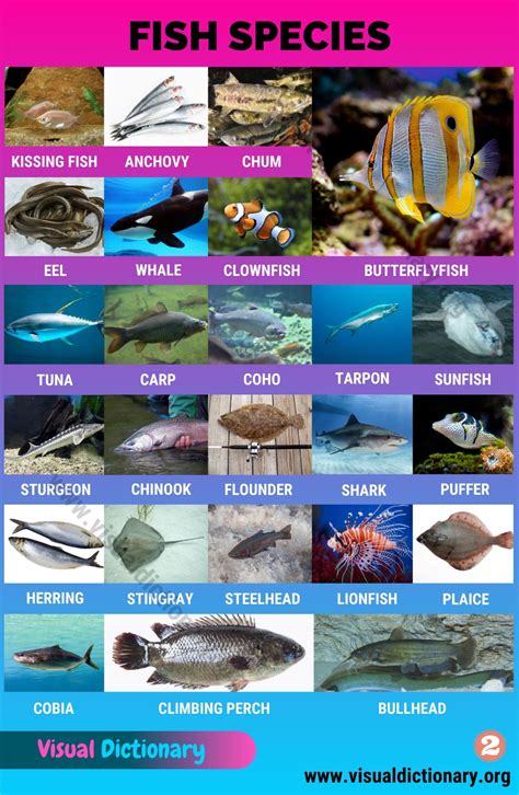 Types Of Fish Interesting List Of 50 Different Fish Species Around The