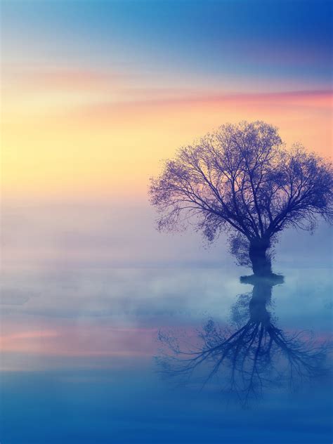 Lone Tree Wallpaper 4k Scenery Sunset Reflection Fog